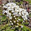 Aquilea - introduced